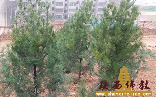 华严寺开展植树活动(图7)