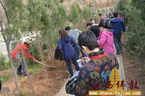 华严寺开展植树活动(图9)