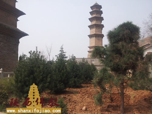华严寺开展植树活动(图5)